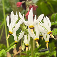 Primula (Dodecatheon) meadia f. album